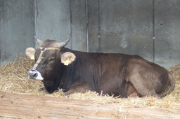Abenteuerwoche für Tierfreunde mit dem Zürcher Tierschutz