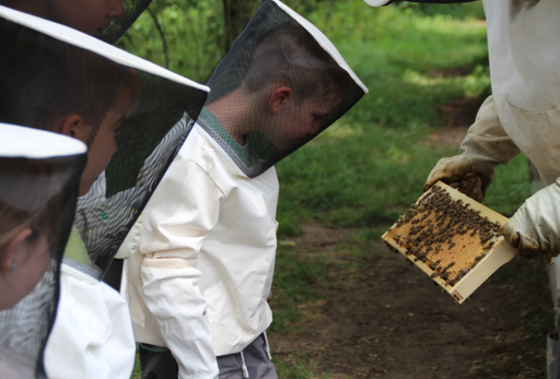 Erlebnisnachmittag: Faszination Bienenwelt