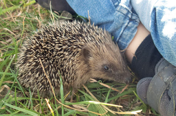 Abenteuerwoche für Tierfreunde mit dem Zürcher Tierschutz