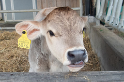 Abenteuerwoche für Tierfreunde mit dem Zürcher Tierschutz