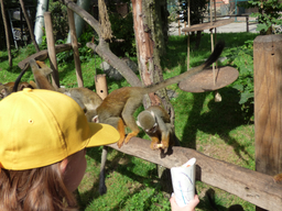 Affenfrühstück im Kinderzoo