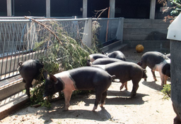 Abenteuerwoche für Tierfreunde mit dem Zürcher Tierschutz