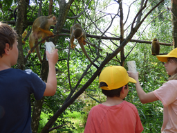 Affenfrühstück im Kinderzoo