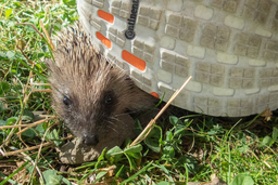 Abenteuerwoche für Tierfreunde mit dem Zürcher Tierschutz