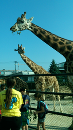 Kinderzoo