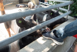 Abenteuerwoche für Tierfreunde mit dem Zürcher Tierschutz